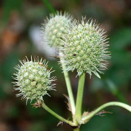 Eryngium yuccifolium